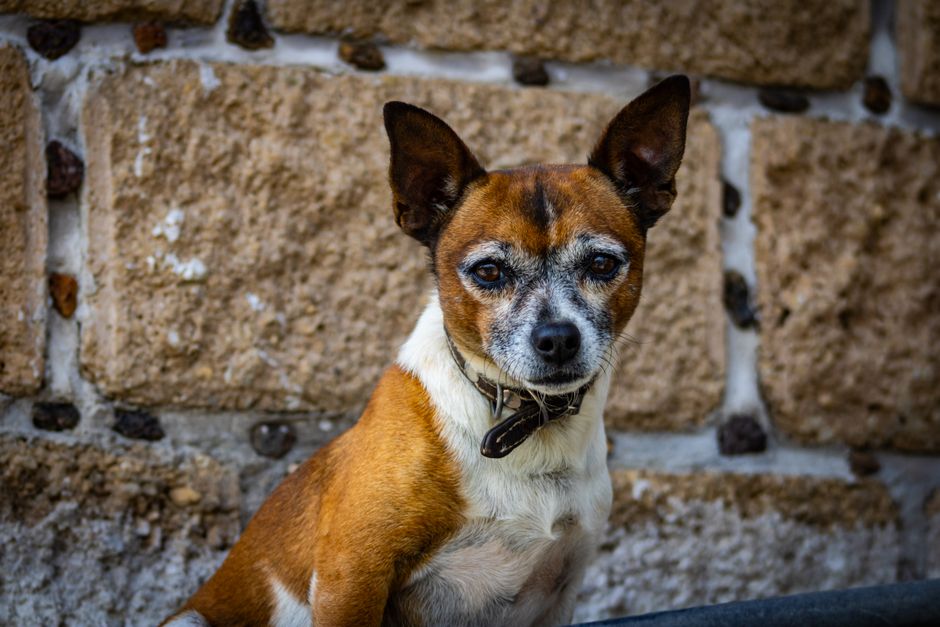 Guía práctica de leer etiqueta pienso perros como para dueños responsables - 4 Guía práctica de leer etiqueta pienso perros como para dueños responsables - 4