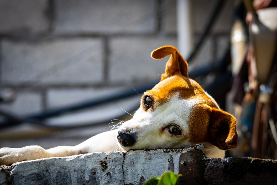 Guía práctica de valores creatinina perros que significan para dueños responsables - 4 Guía práctica de valores creatinina perros que significan para dueños responsables - 4