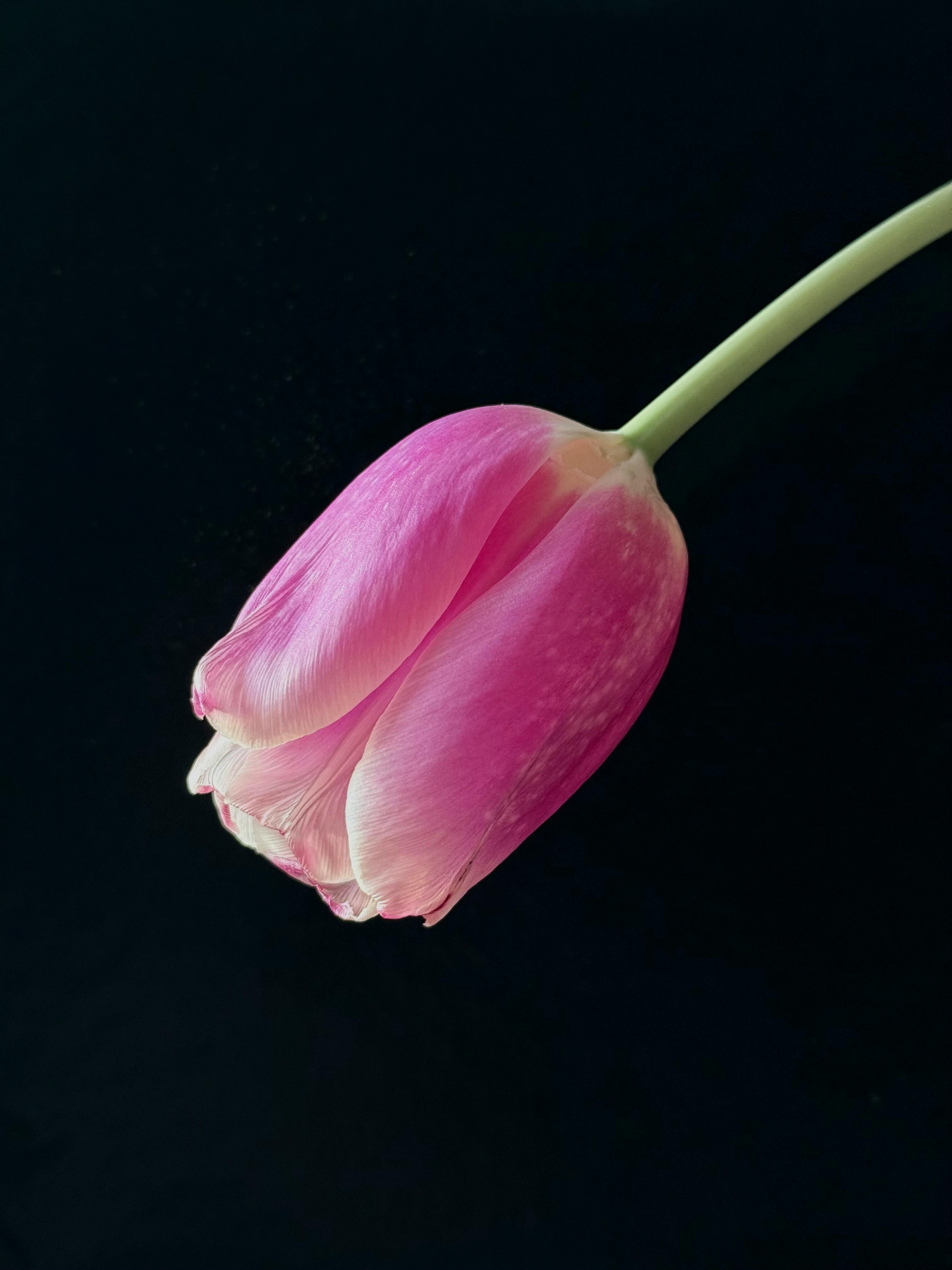 Gratis Enslig rosa tulipan mot en mørk bakgrunn, eleganse og enkelhet. Arkivbilde