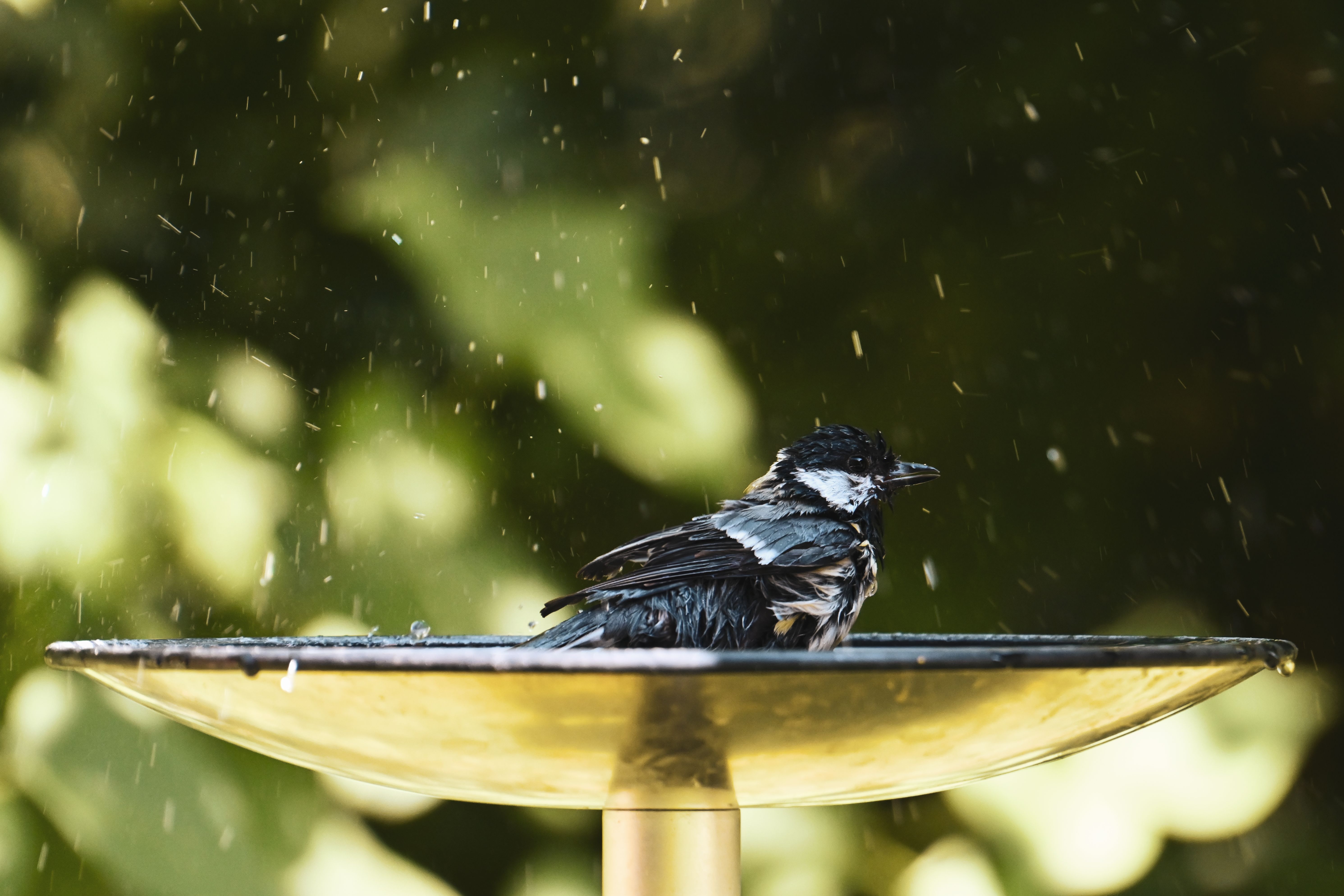 A wet tit bird enjoying a refreshing bath in a birdbath, captured outdoors with splashing water.