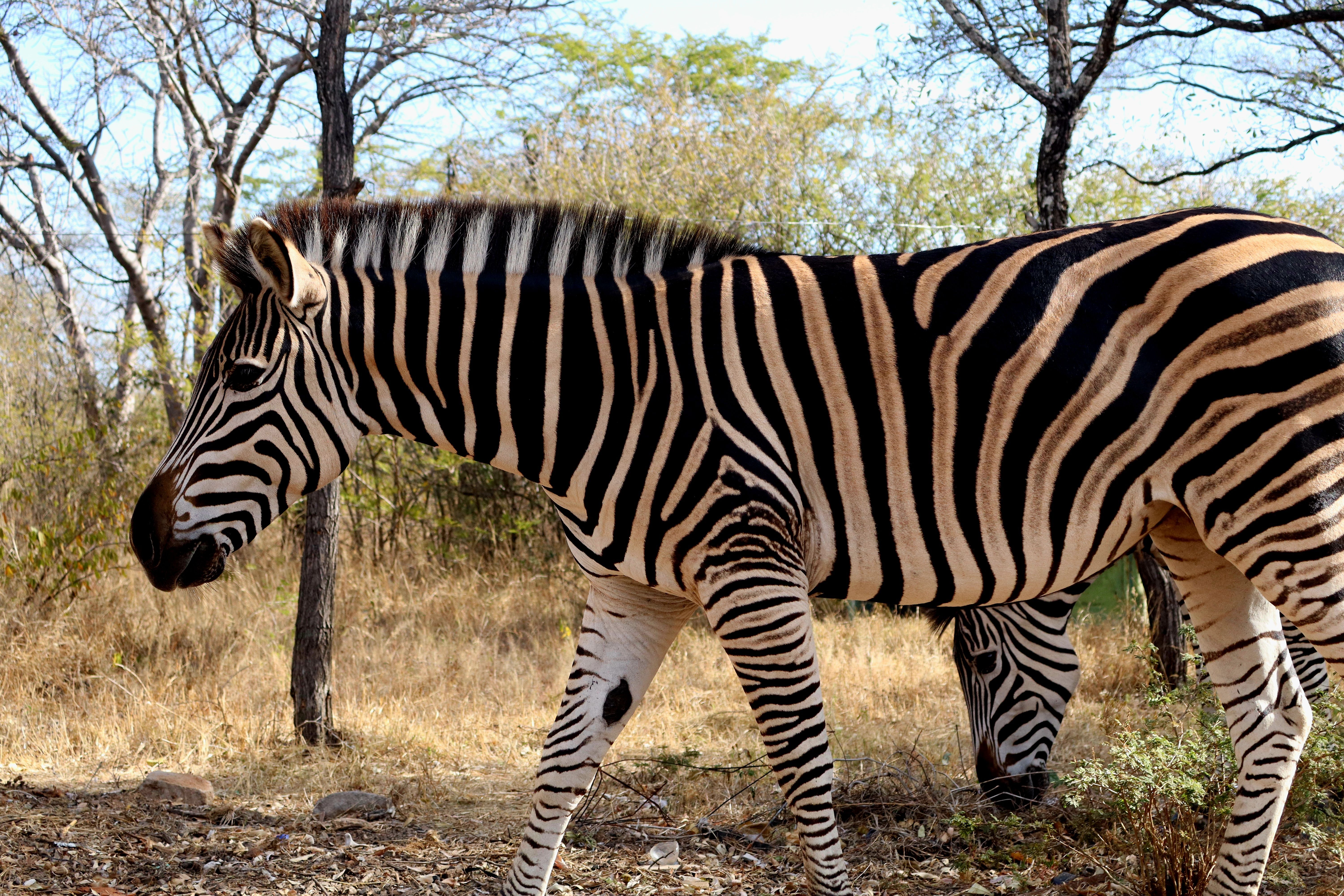 Close-Up of Zebra in African Wildlife Habitat · Free Stock Photo