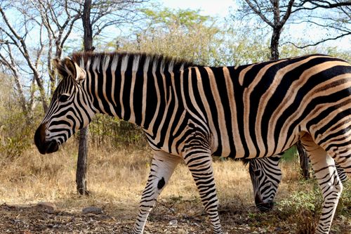 Free A zebra walking in its natural habitat at safari, showcasing distinct stripes. Stock Photo