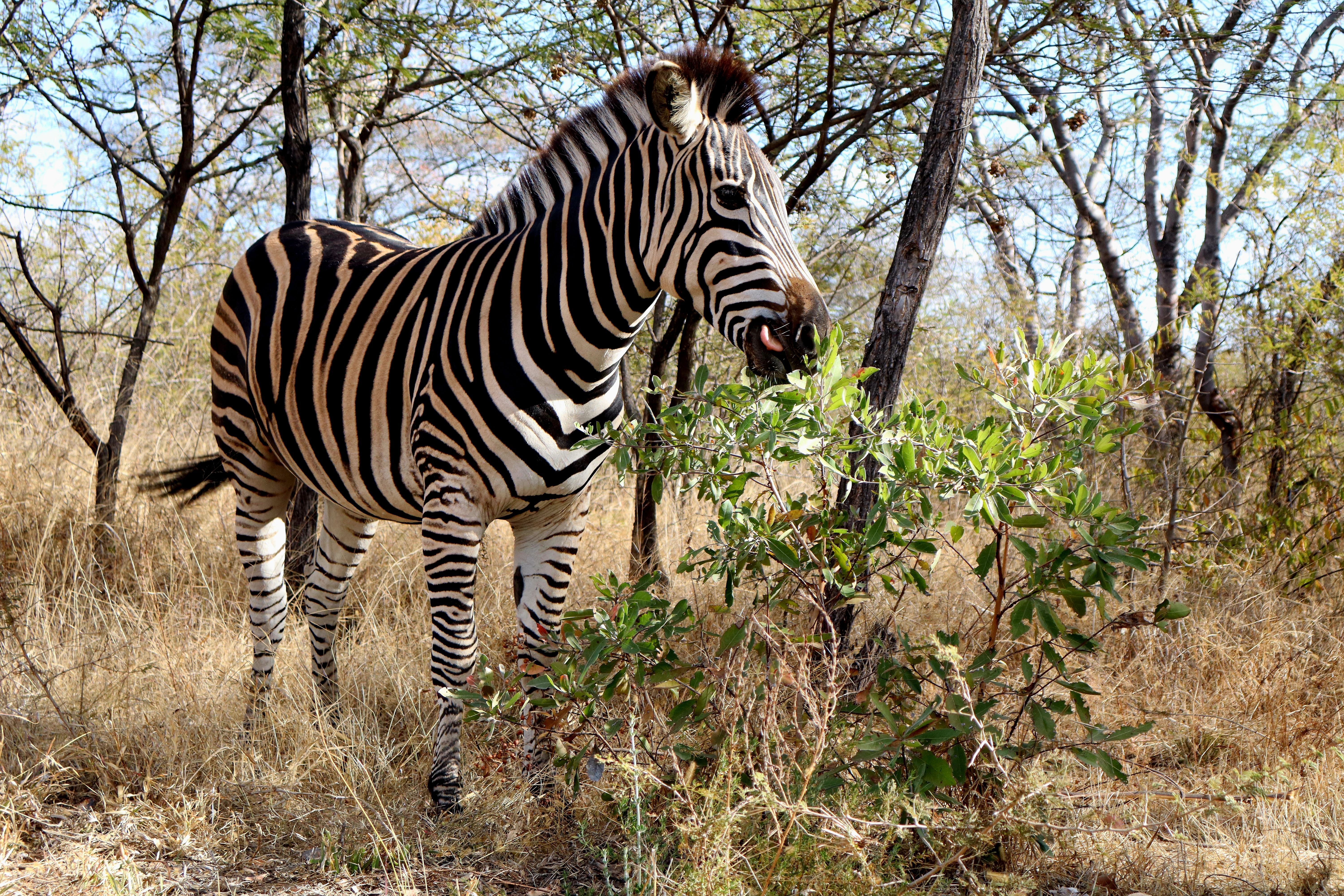 Inkwenkwezi Private Game Reserve