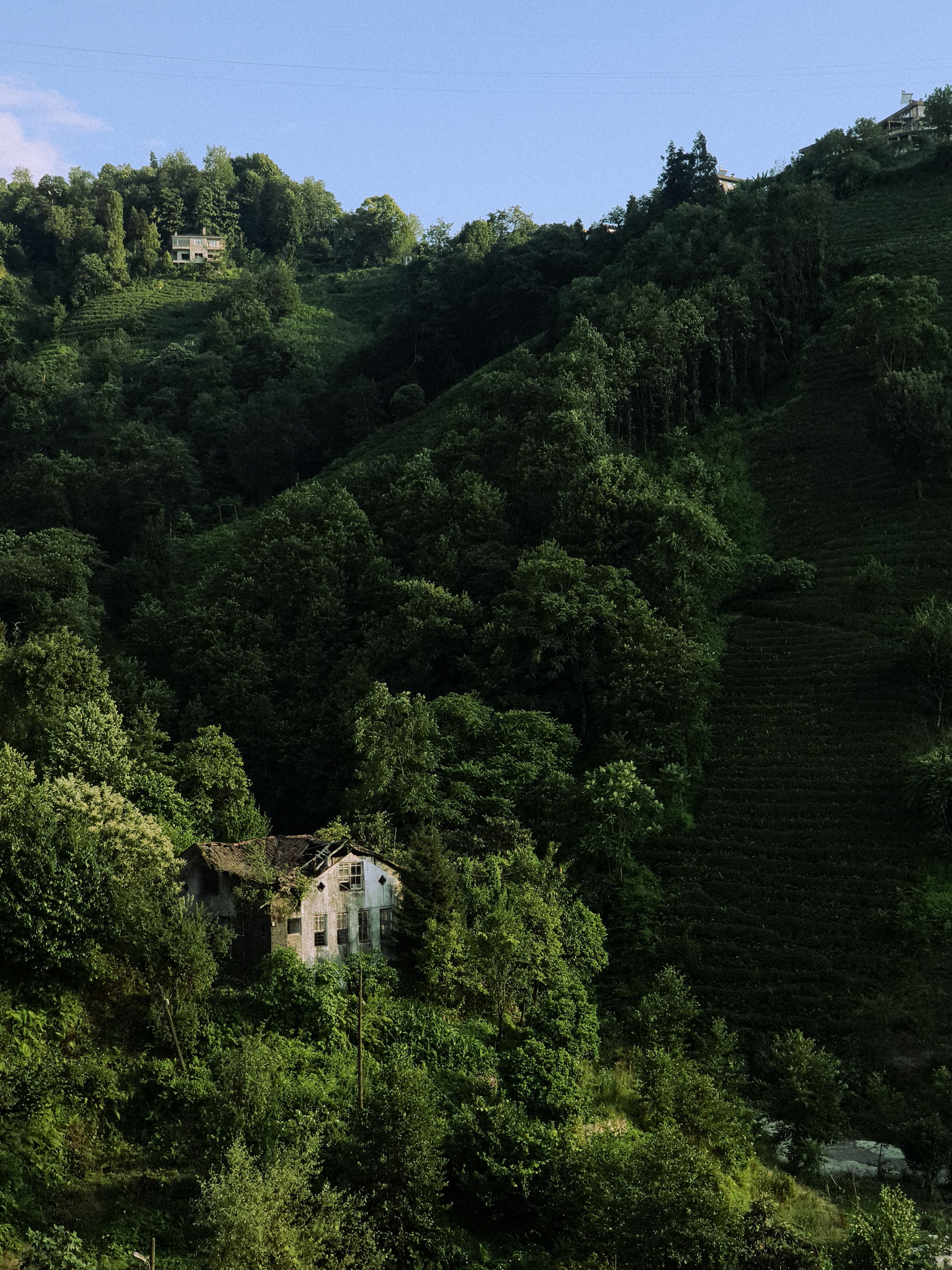 Scenic Hillside View in Rize, Türkiye · Free Stock Photo