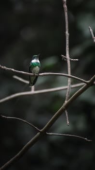 A graceful hummingbird perched on a branch, captured in Mar del Plata's natural setting.