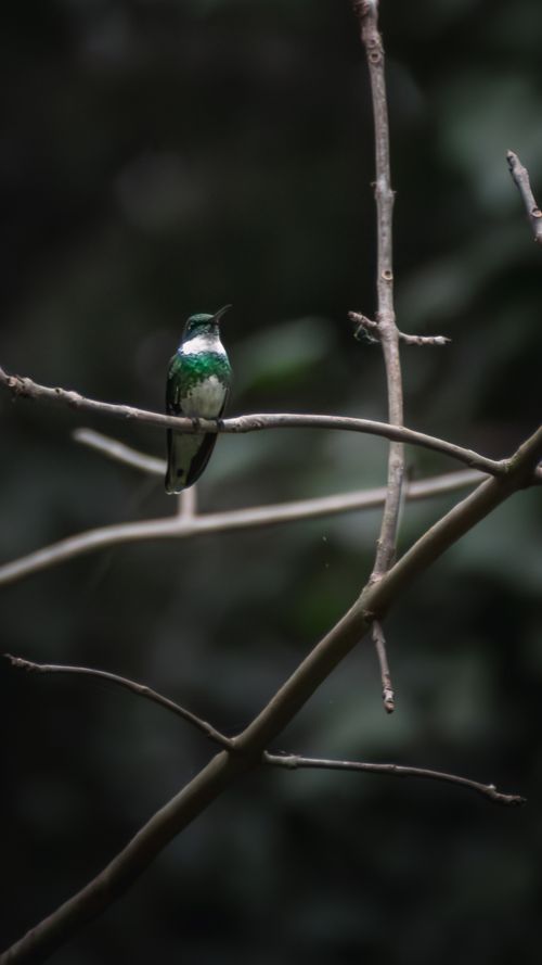 Free A graceful hummingbird perched on a branch, captured in Mar del Plata's natural setting. Stock Photo
