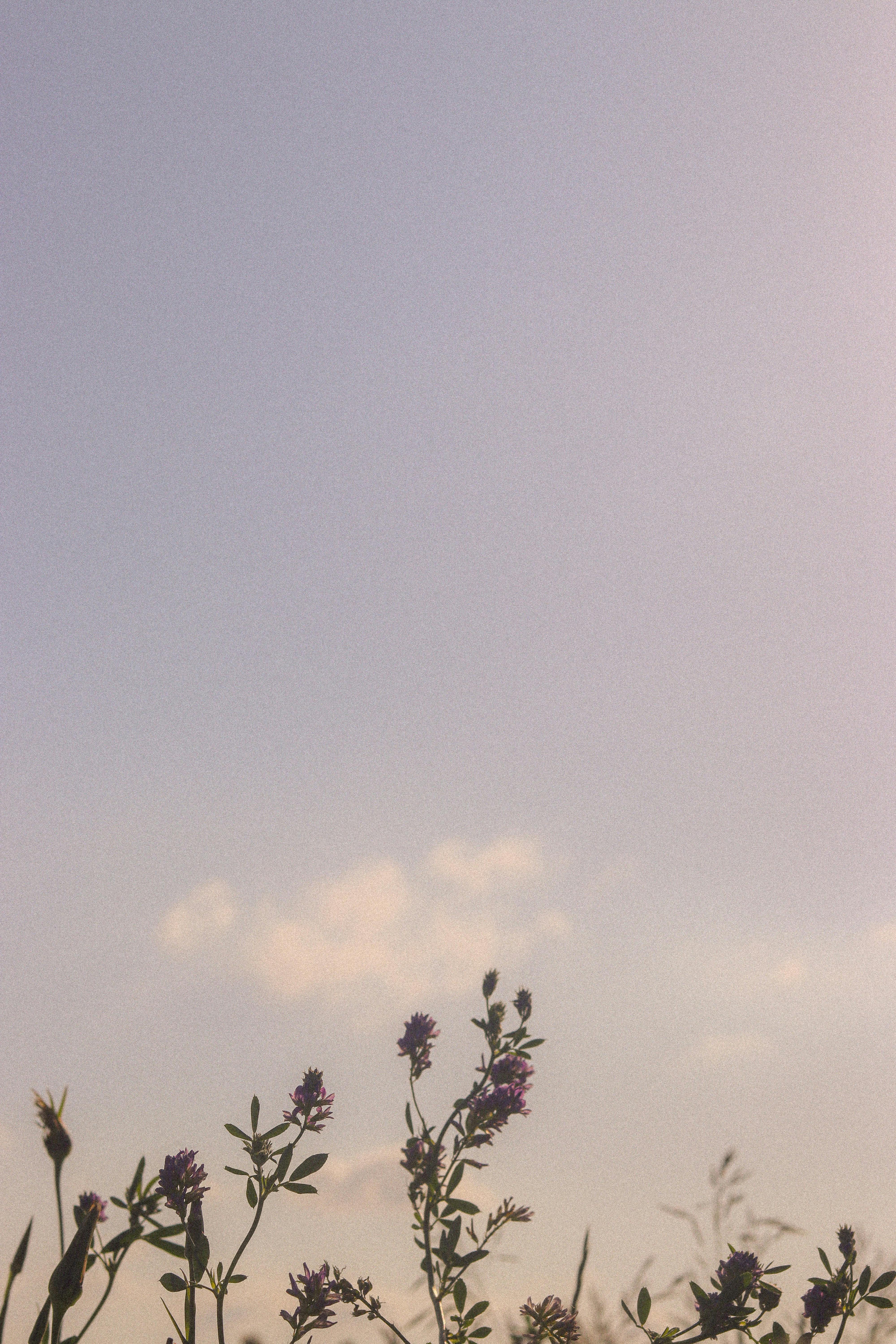 무료 섬세한 보라색 야생화가 부드러운 파스텔 톤의 저녁 하늘을 향해 뻗어 있어 고요하고 평화로운 분위기를 조성합니다. 스톡 사진