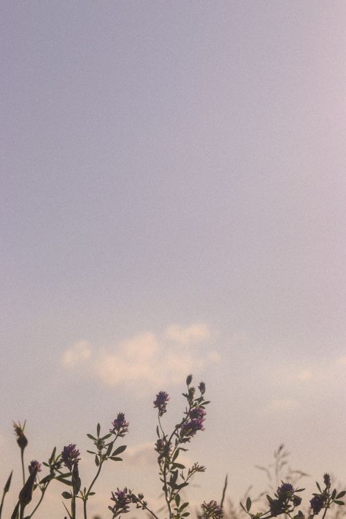 Free Delicate purple wildflowers reaching towards a soft pastel evening sky, creating a serene and tranquil atmosphere. Stock Photo