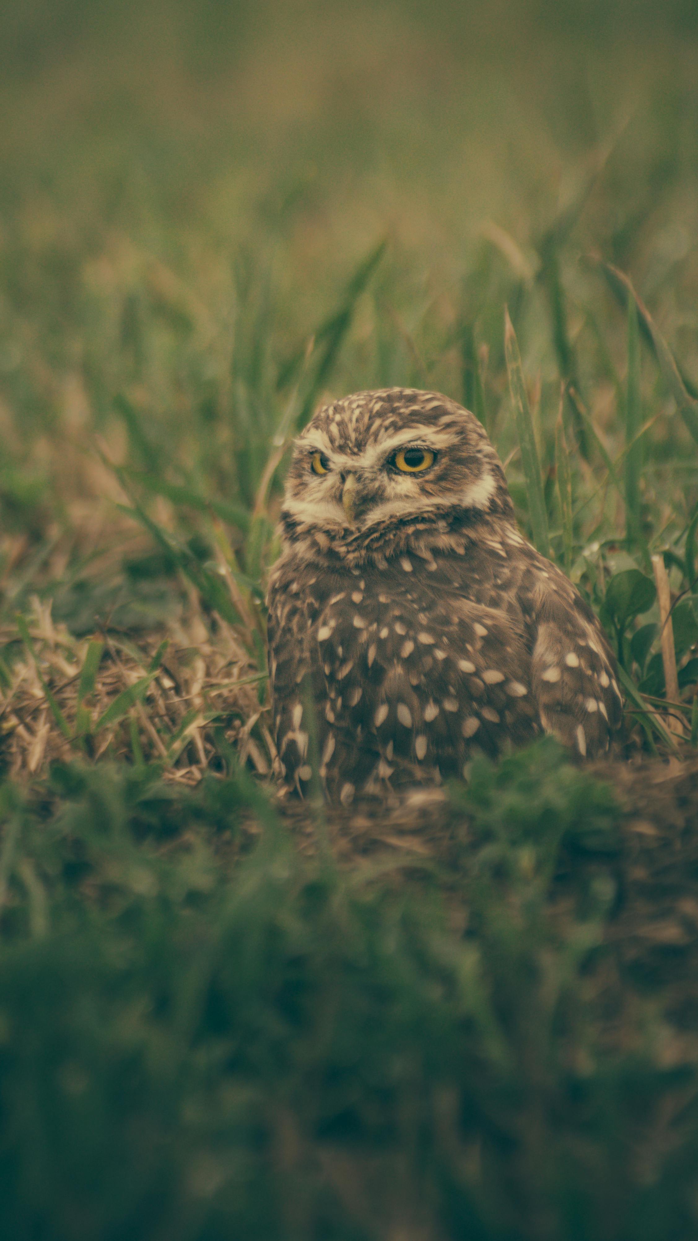 Close-up of a burrowing owl nestled in grass, Mar del Plata, Argentina.