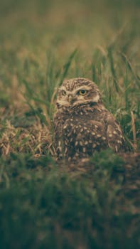 Close-up of a burrowing owl nestled in grass, Mar del Plata, Argentina.