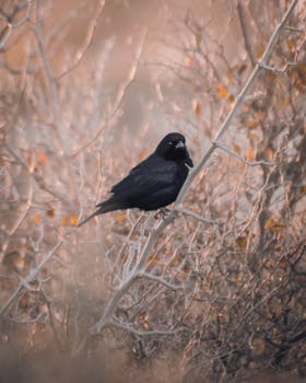 A solitary blackbird perched on thorny branches during autumn in Mar del Plata.