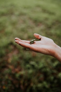 Free stock photo of frog, mountain, rain
