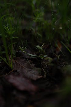 Free stock photo of frog, mountain, rain