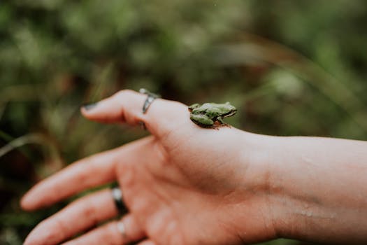 Free stock photo of frog, mountain, rain