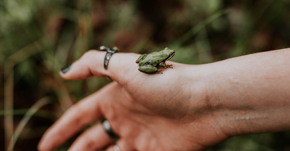 讓森林成為你的生活風格 大雪山 八仙山 森chill 系列活動盛夏啟程