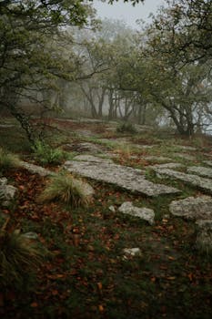 Serene misty forest landscape with stone path and autumn foliage creating a mystical aura.