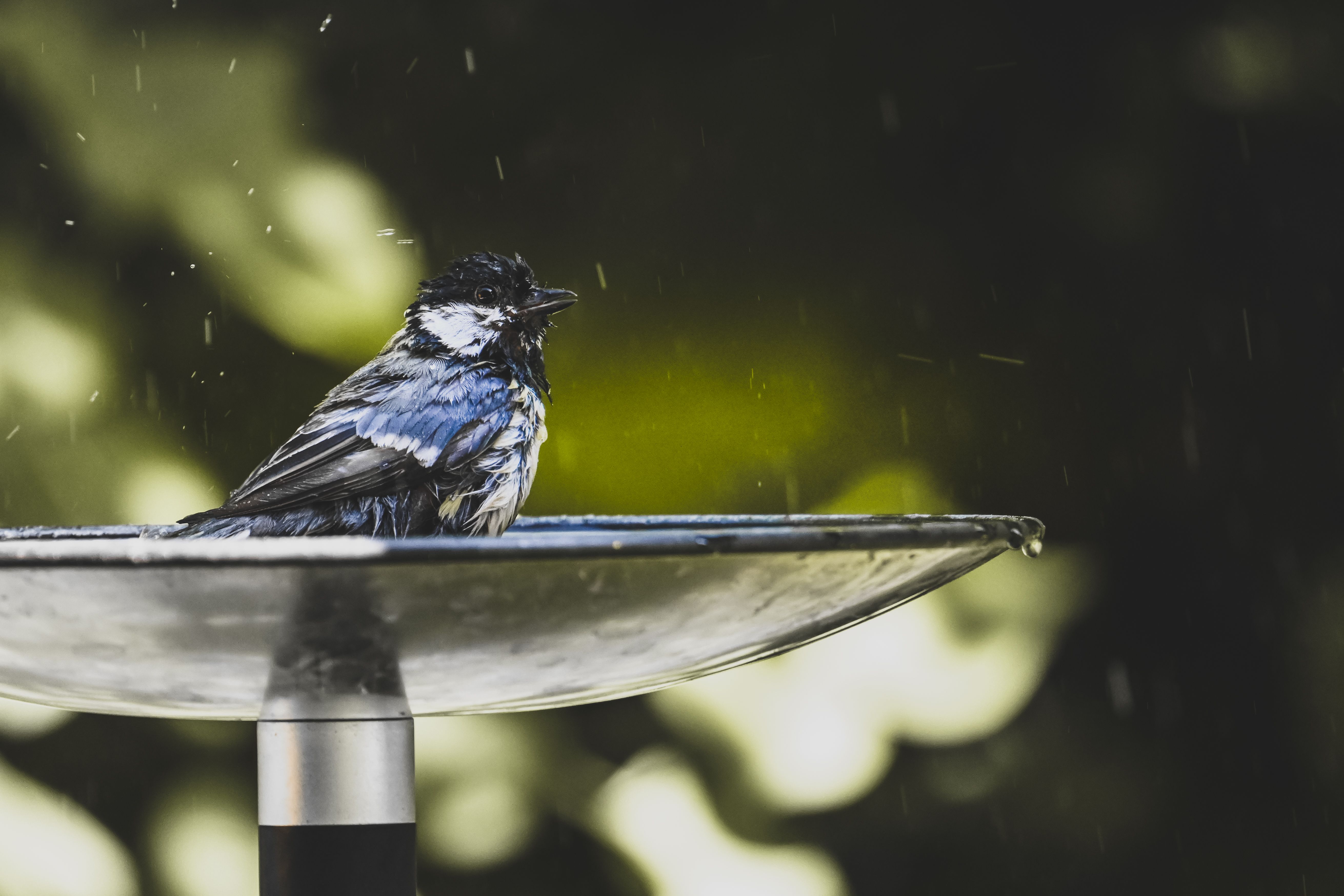 Natural Tits Photos, Download The BEST Free Natural Tits Stock Photos ...