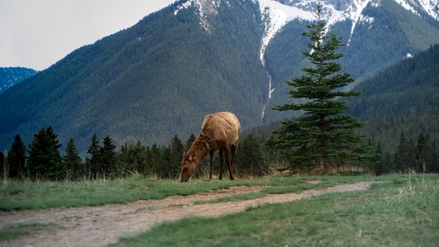 A peaceful scene of an elk grazing in Banff National Park with majestic mountains in the background.