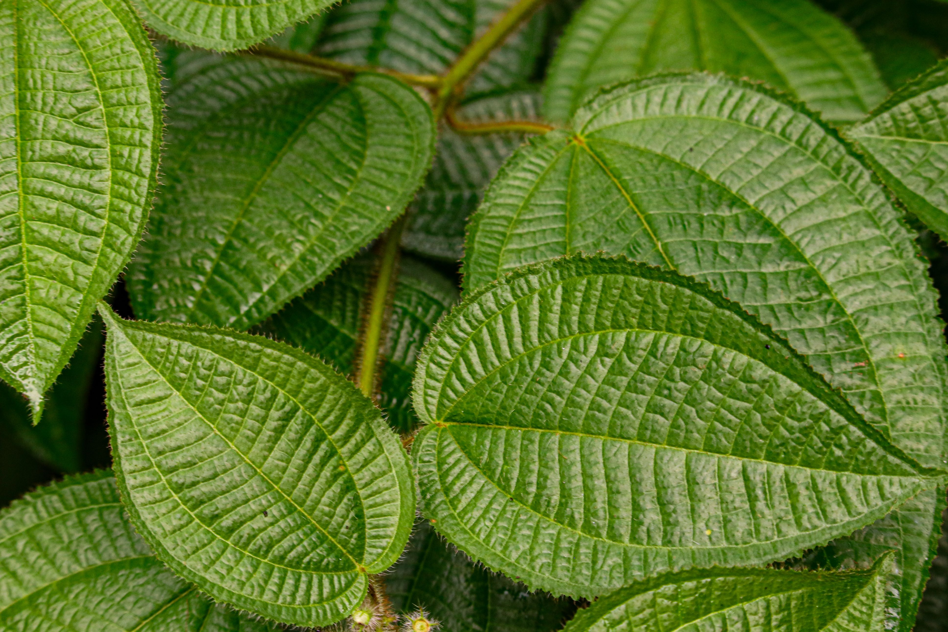 Randonnée botanique - Identification des plantes médicinales