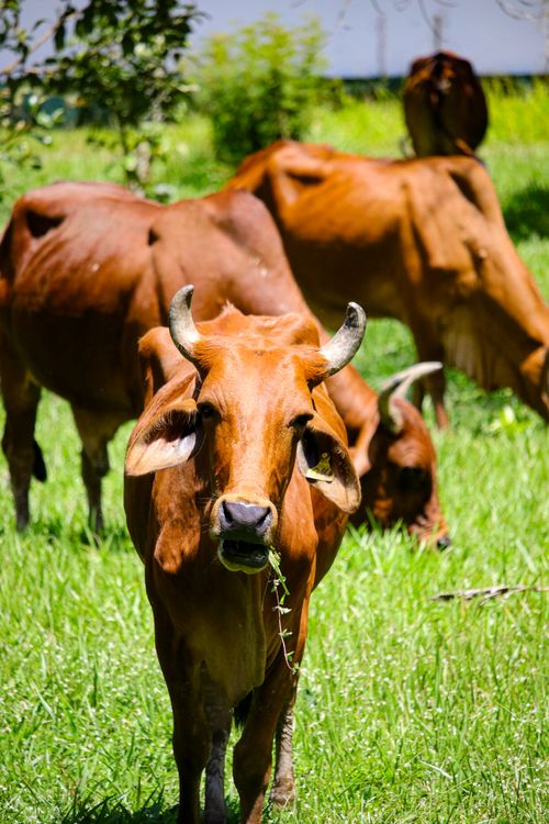 Free A herd of brown cows grazing on a sunny day in Belém, Pará, Brazil. Stock Photo