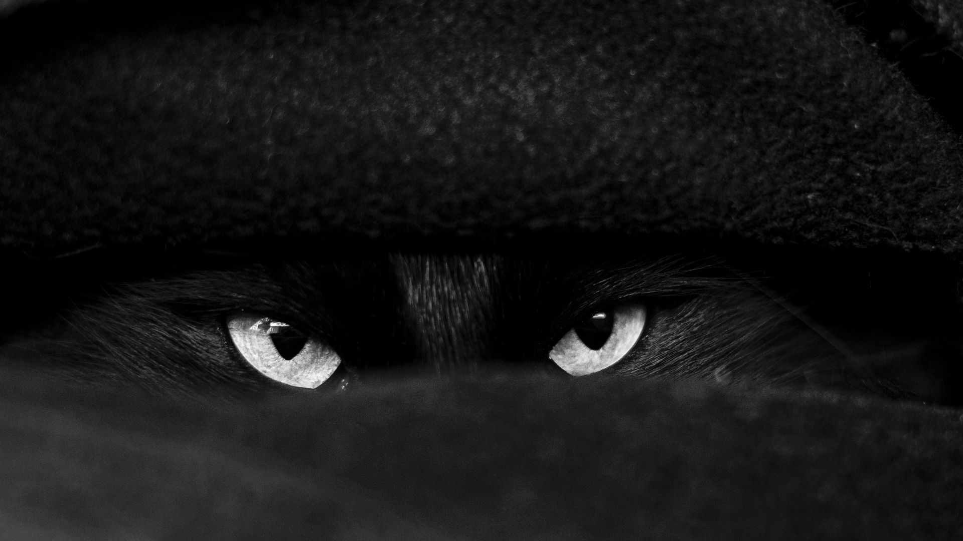 Mysterious black and white close-up of a black cat's eyes peeping through shadows, creating an enigmatic mood.