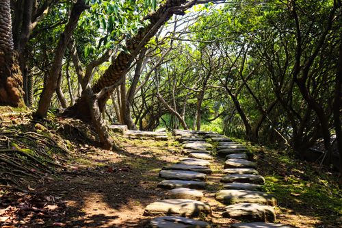Free A peaceful stone pathway amidst lush green trees in a forest, ideal for tranquil escapes. Stock Photo