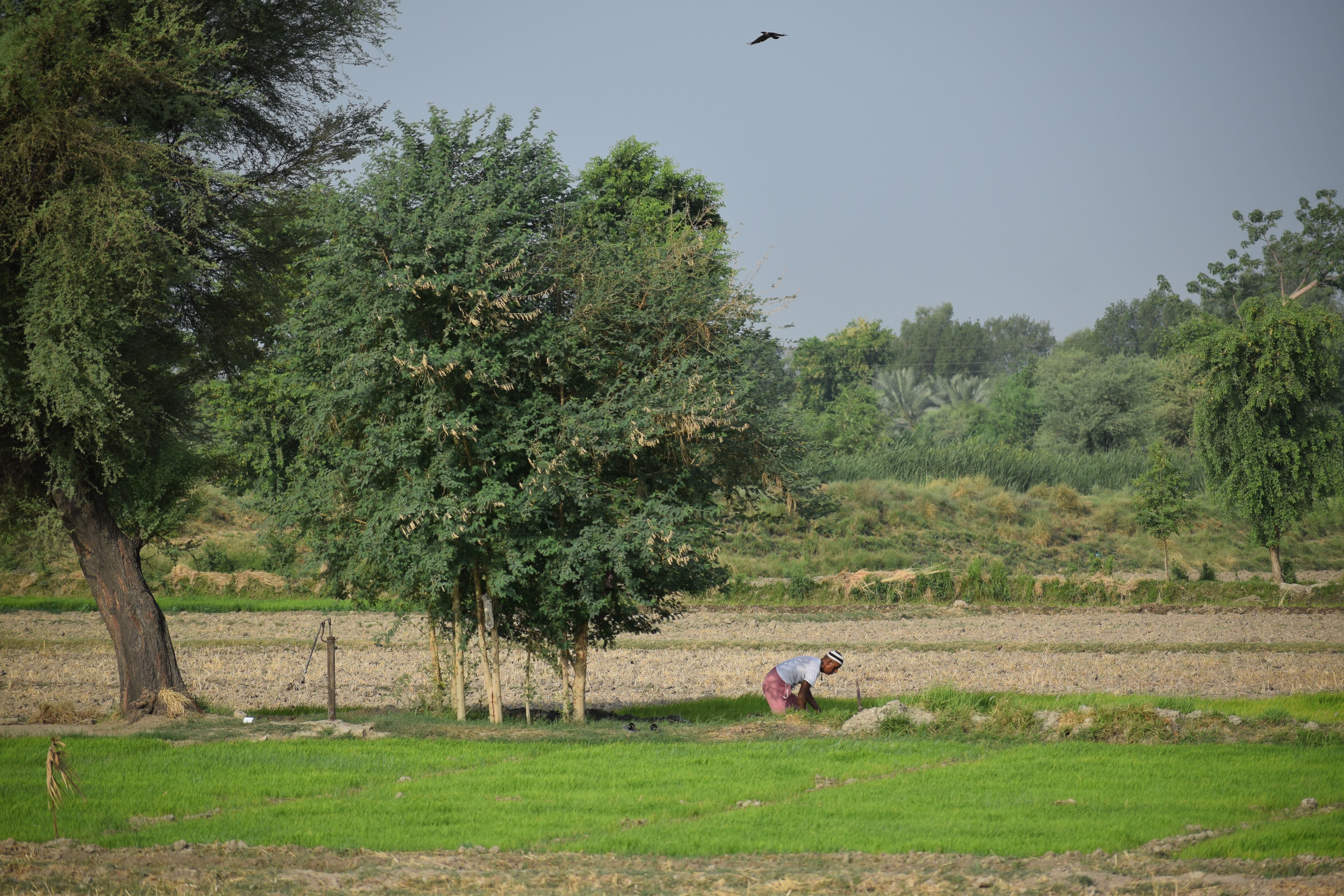 Rural Farming Scene in Kandiāro, Sindh, Pakistan · Free Stock Photo