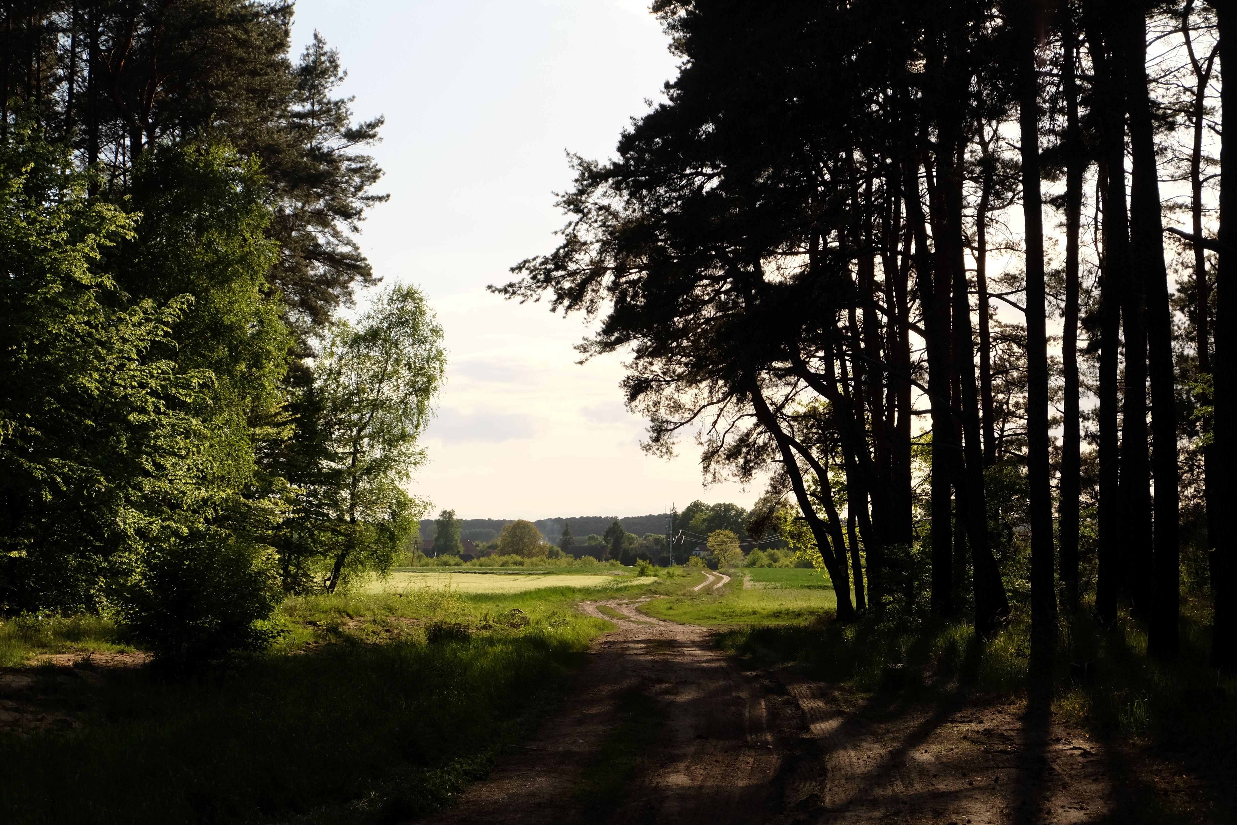 Green Leafed Trees · Free Stock Photo