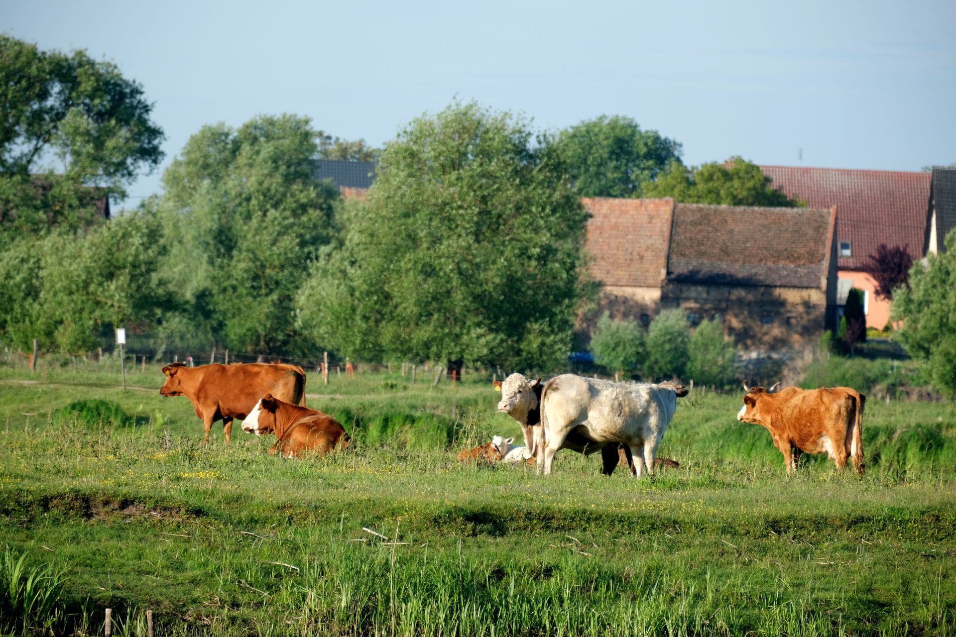 Tranquil scene of cattle grazing in a lush green pasture with farm buildings in the background.