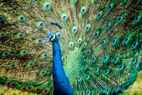 Blue Peacock in Close-Up Photography