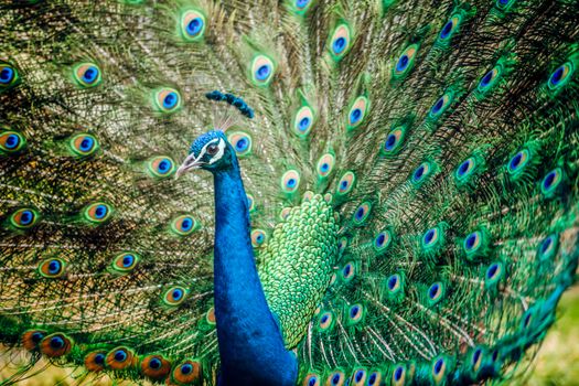 peacock photo