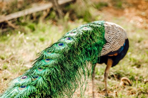 Free A vibrant peacock showcasing its lush green plumage in an outdoor setting, symbolizing nature's beauty. Stock Photo