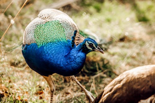 Blue and White Peacock