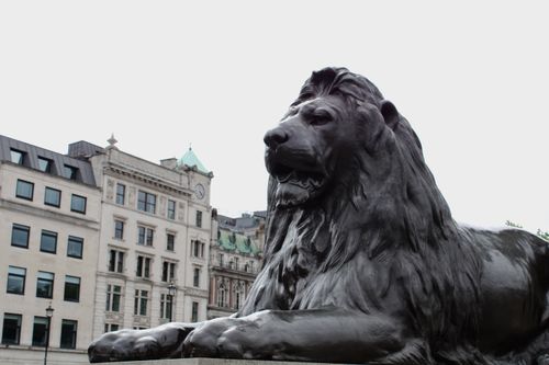 Free Iconic Trafalgar Square lion statue set against historic London architecture. Stock Photo
