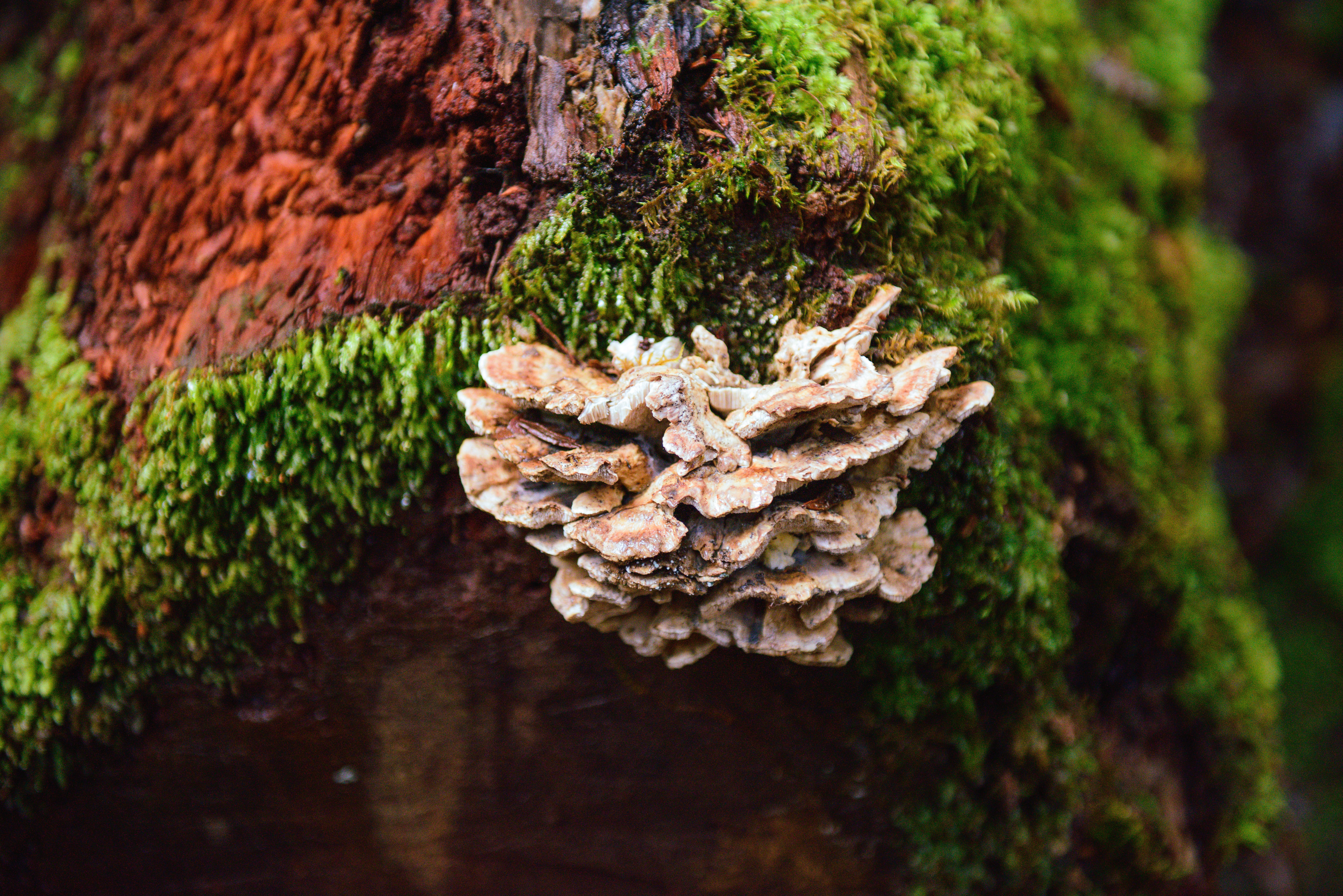 Macro Shot of Fungus on Mossy Log in Tasmania · Free Stock Photo