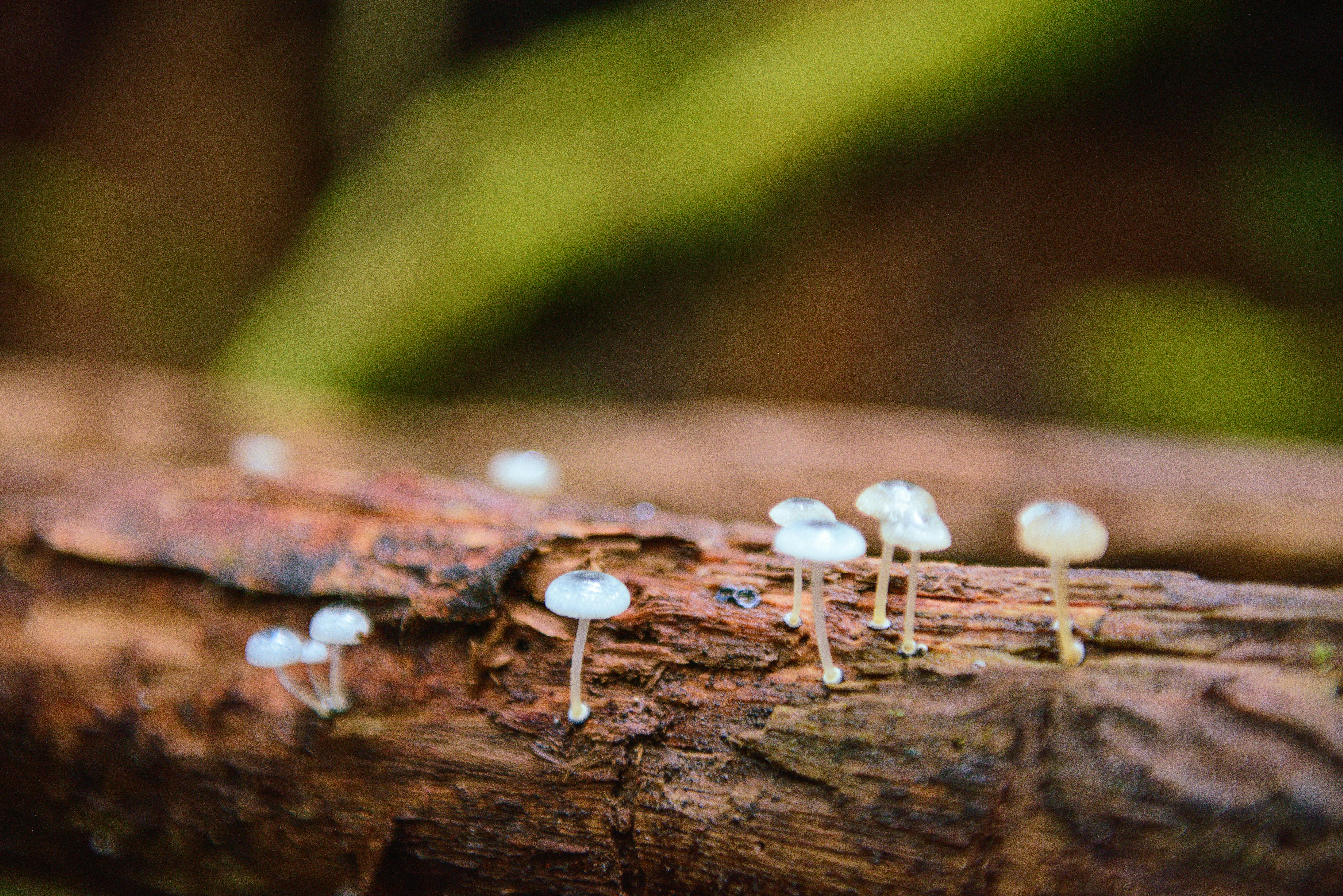 delicate mushrooms on forest log in tasmania