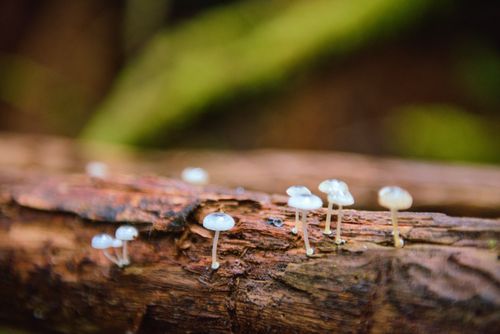 Free Close-up of small mushrooms growing on a log in Mount Field, Tasmania's lush forest. Stock Photo