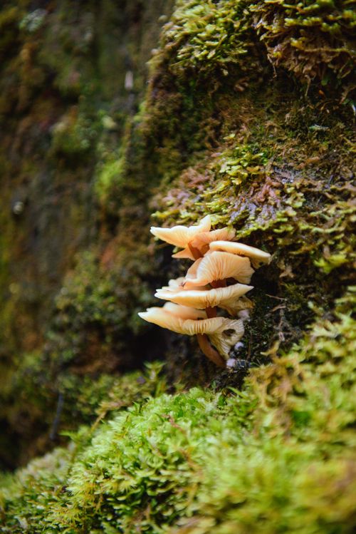 Free Detailed close-up of mushrooms growing on a moss-covered log in Mount Field, Tasmania. Stock Photo
