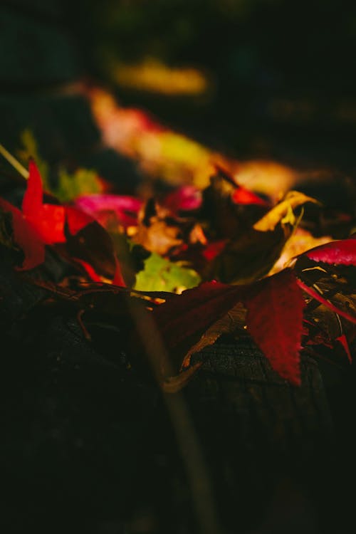Selective Focus Photo of Dried Leaves