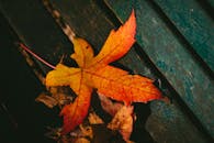 秋叶特写明亮地铺在木凳上，凸显出秋天的色彩与纹理