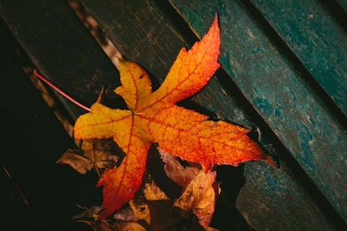 Hidden Science Behind Fall Leaf Colors