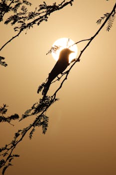 A bird silhouetted against a golden sunset perched on a tree branch.