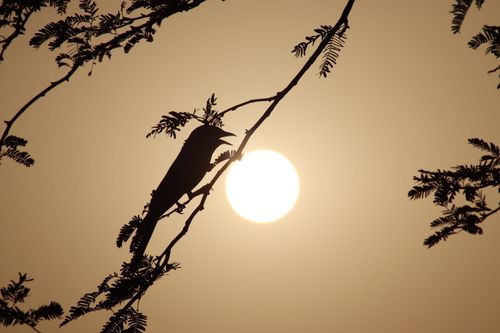 Free A striking silhouette of a bird perched on a branch during sunset, creating a dramatic scene. Stock Photo