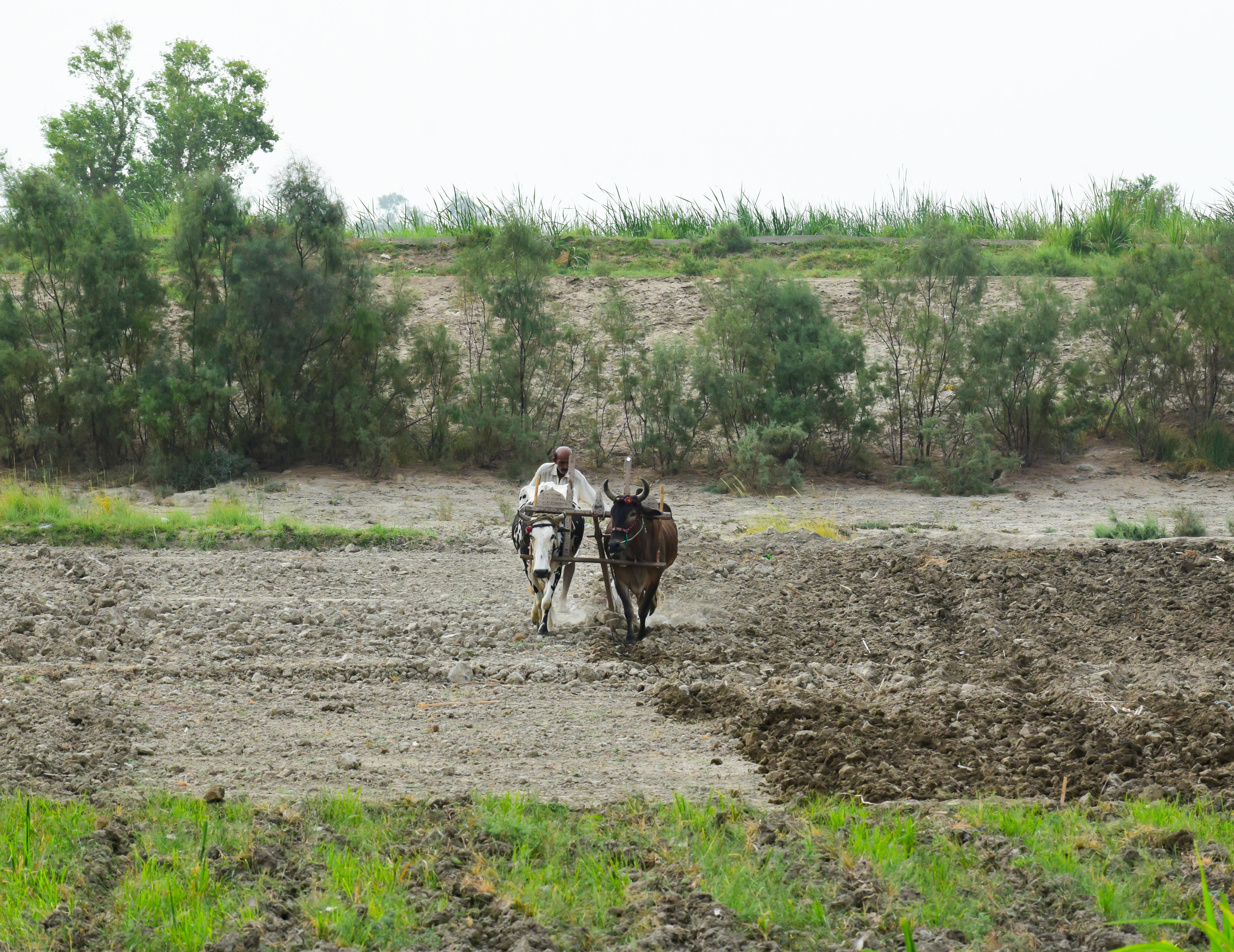 Many farmers utilize life insurance for farm financing — Photo by Saeed Ahmed Abbasi on Pexels