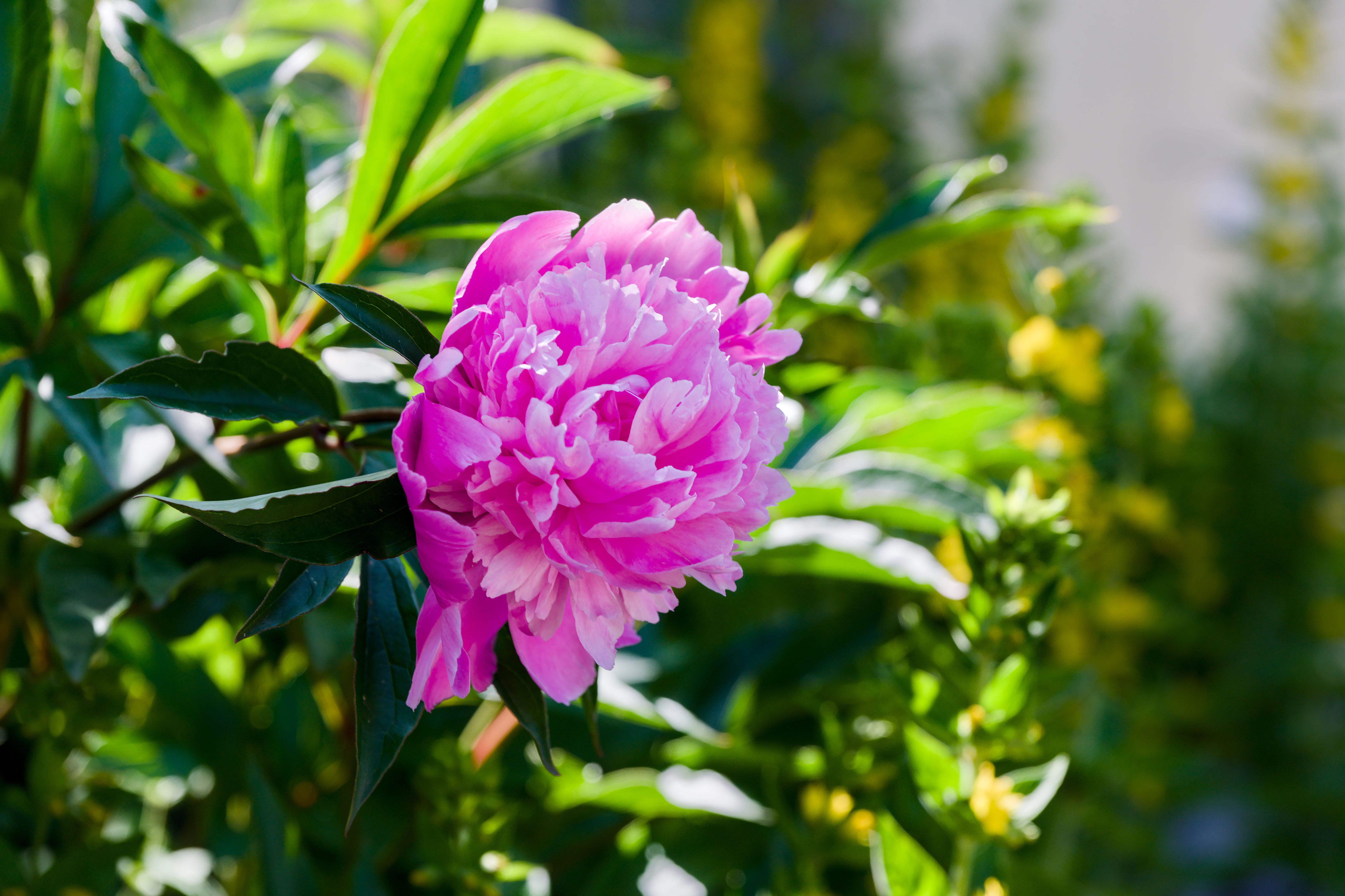 Vivid Pink Peony Bloom in Sunlit Garden · Free Stock Photo