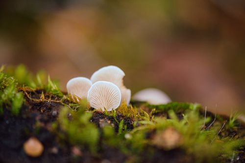 Free A close-up view of small, shell-shaped mushrooms in the lush forests of Tasmania. Stock Photo