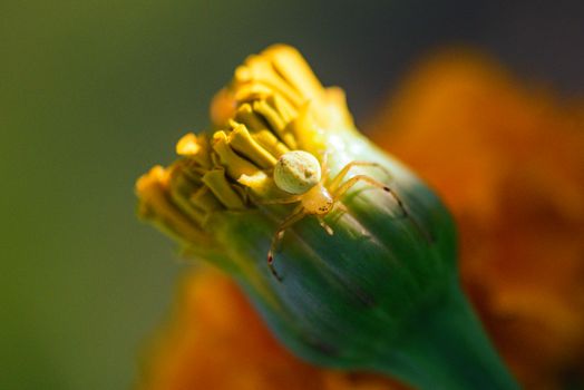 Close-up image of a spider on a marigold in Hobart, Australia, showcasing vivid floral details.