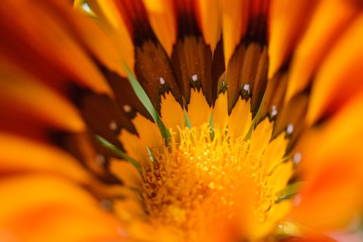 Close-up of a vibrant orange Gazania flower showcasing intricate petal patterns and colorful stamens.