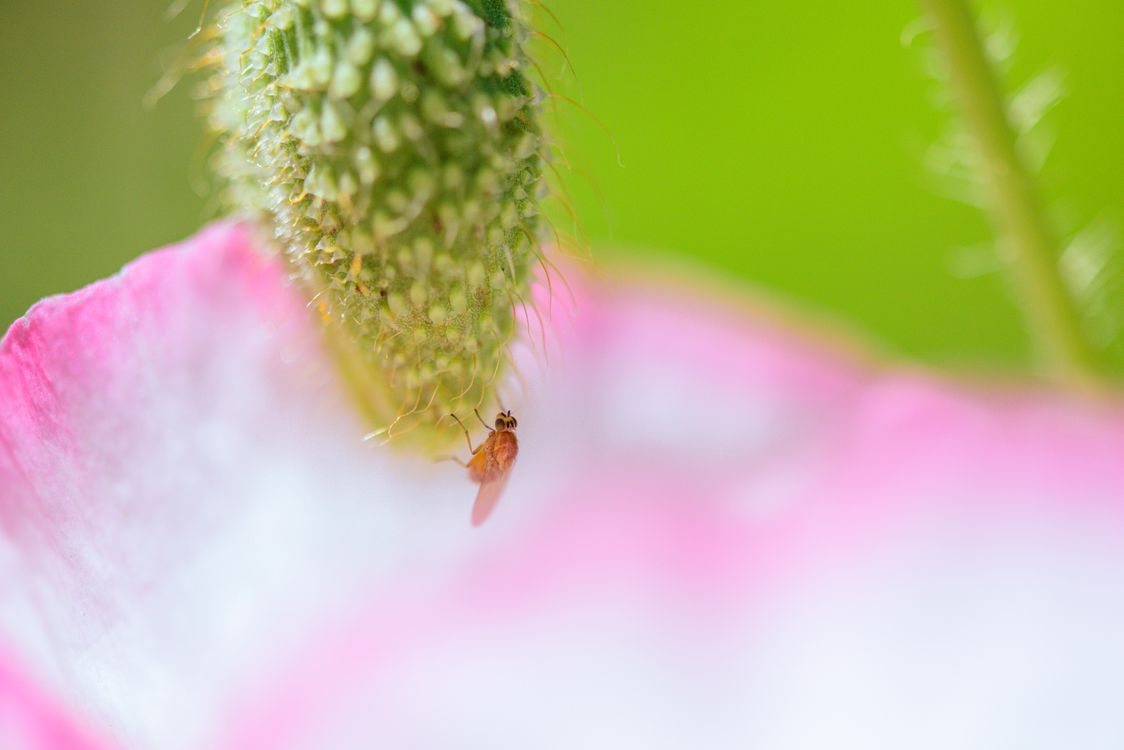 Macro Photography of Insect on Pink Flower · Free Stock Photo