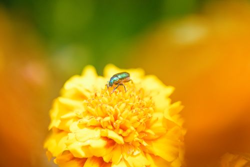 Free Close-up of a metallic beetle resting on a blooming marigold in Hobart, Tasmania. Stock Photo